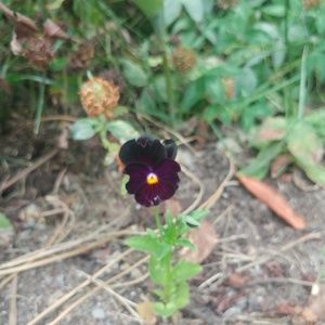 Meet your Posher, Shalena